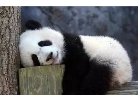 海底撈跨界跨到動(dòng)物界了嗎？愛(ài)心認(rèn)養(yǎng)大熊貓