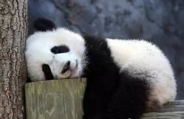 海底撈跨界跨到動物界了嗎？愛心認(rèn)養(yǎng)大熊貓