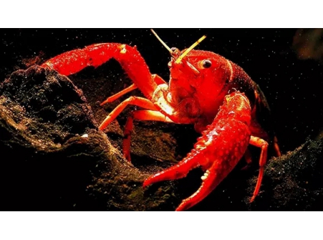 小龍蝦pk火鍋，誰才是餐飲界的扛把子？