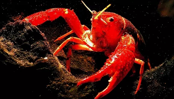 小龍蝦vs火鍋，誰(shuí)才是餐飲界扛把子？